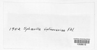 Mycosphaerella vulnerariae image
